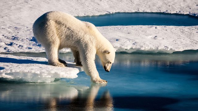 un-ours-polaire-teste-la-solidite-d-une-fine-couche-de-glace-le-22-aout-2015-dans-l-arctique_5847325