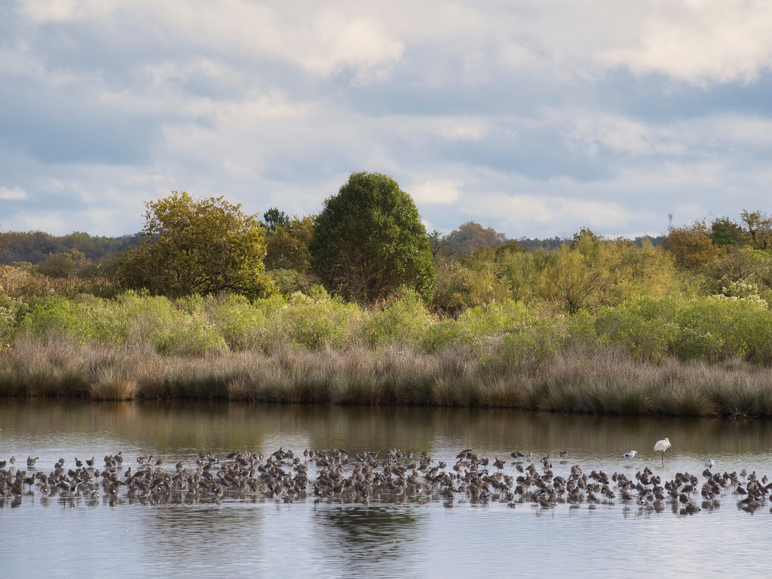 Impact sur la biodiversité