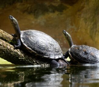 La physique nucléaire pour sauver les tortues d’eau douce